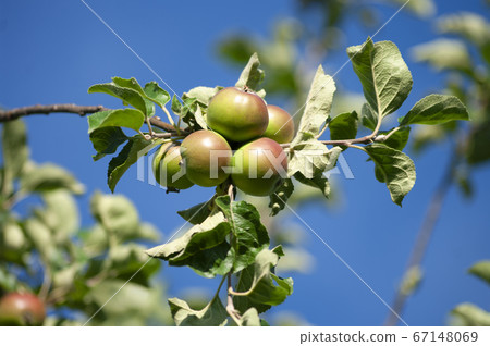 Apples and leaves. bunch, autumn harvesting, close 67148069
