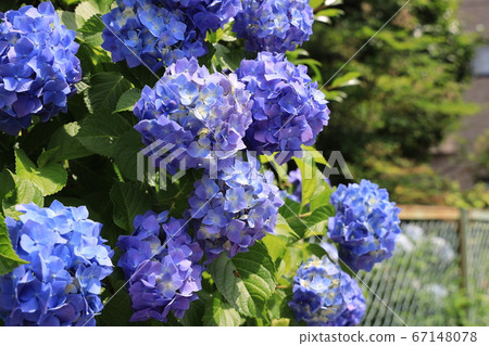 hydrangea flower 67148078