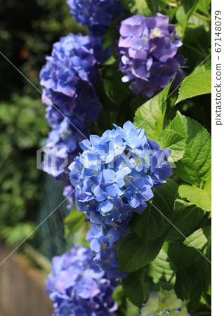 繡球花 67148079