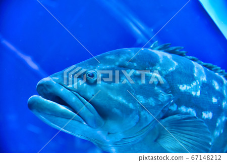 魚 魚 67148212