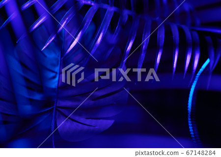 Creative tropic purple leaves layout. 67148284