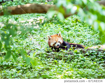 Various scenes of red panda walking left in the grass facing left Various scenes of red panda walking left in the grass facing left 67148334