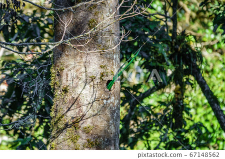 Beautiful Quetzal tail feathers outside nest Beautiful Quetzal tail feathers outside nest 67148562