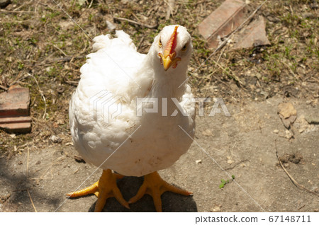 Young white hen, broiler chicken walking outside. farm bird. 67148711
