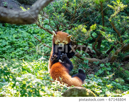 Various scenes of the Red Panda flirting with brothers 67148804