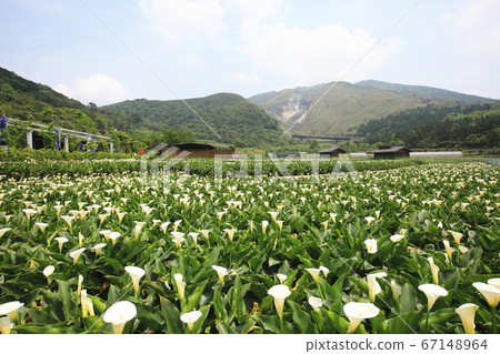Sea otter (calla lily) flower sea Sea otter (calla lily) flower sea 67148964