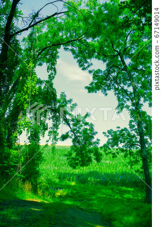 Idyllic trail through the woods opens onto cornfield. 67149014
