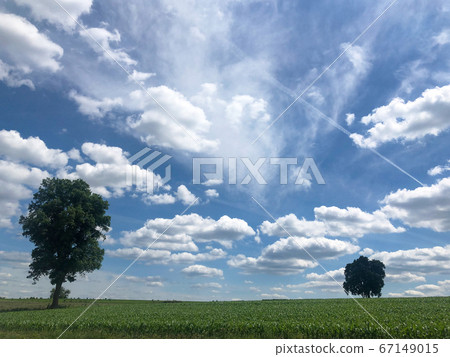 Two trees stand apart in corn field under big blue sky with clouds and jet trail with copy space Two trees stand apart in corn field under big blue sky with clouds and jet trail with copy space 67149015
