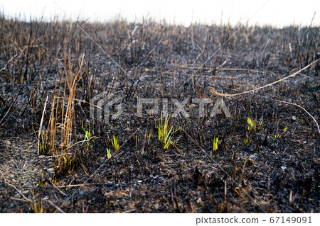 Sprout of wild burning trace Sprout of wild burning trace 67149091