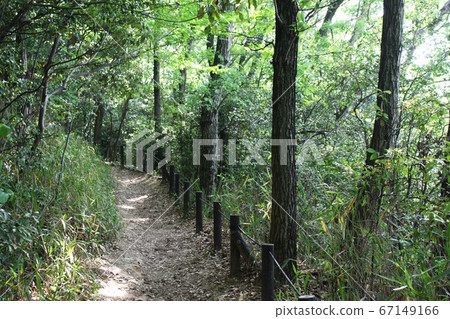 A hiking trail surrounded by greenery 67149166