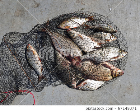 Fishing concept. Freshwater fish on keepnet with 67149371