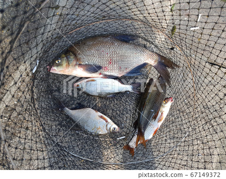 Fishing concept. Freshwater fish on keepnet with Fishing concept. Freshwater fish on keepnet with 67149372