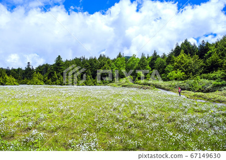 棉花開花的前山濕地 67149630