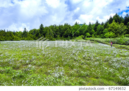 Cotton grass and Maeyama marshland 67149632