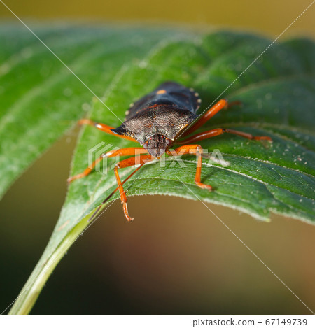 Forest bug portrait Forest bug portrait 67149739