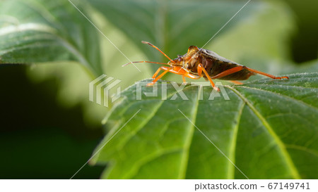 Forest bug on green leaf Forest bug on green leaf 67149741