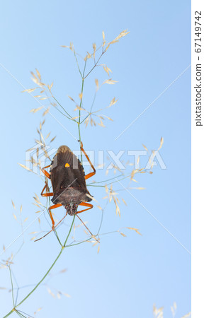 Forest bug on grass Forest bug on grass 67149742