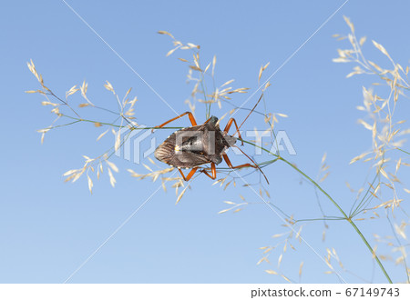 Forest bug on grass Forest bug on grass 67149743