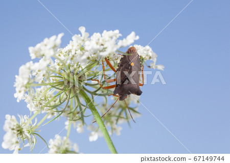 Forest bug under white inflorescence Forest bug under white inflorescence 67149744