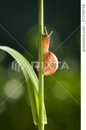 Snail on grass 67149748