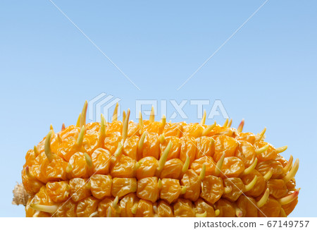 Germinating corncob 67149757