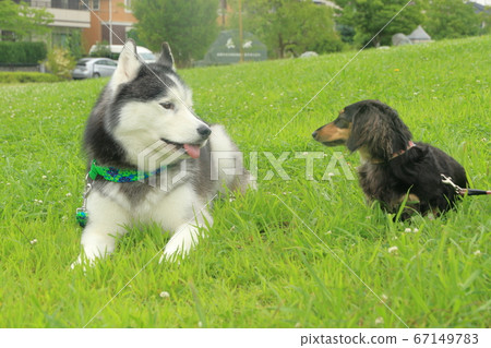 Siberian Husky and Miniature Ducks Siberian Husky and Miniature Ducks 67149783
