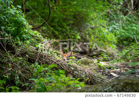 White-tailed deer fawn looks over fallen log at camera in idyllic woodland stream setting 67149830