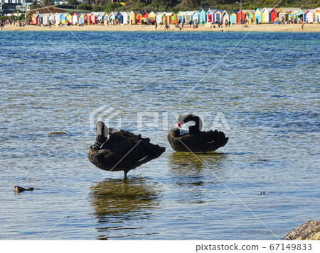 Black swans with number looking for food on the water under sunlight. Wild animal under control in 67149833