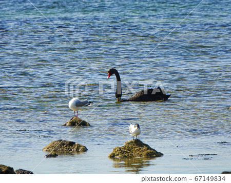 Black swans and seagulls resting on the water under sunlight. Wild animal in their habitat. 67149834