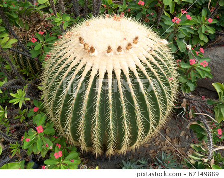 Cactus Kinshachi 67149889