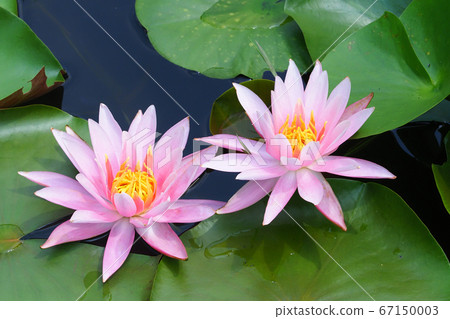 Water lilies Water lilies 67150003
