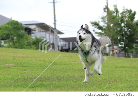 can a alaskan husky live in nigeria