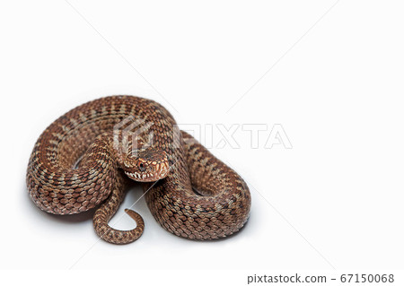 Snake, Cut Out, White Background, Water Snake, 67150068