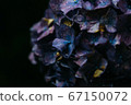 hydrangea   67150072