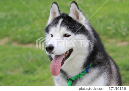 西伯利亞哈士奇犬 67150116