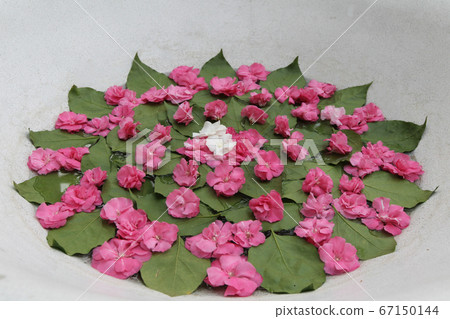 Flowers at a resort in Luang Prabang, Laos 67150144