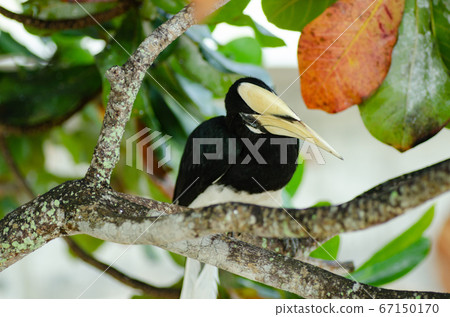 Oriental hornbill freely live in nature is one of an attraction at Pangkor Island, Malaysia 67150170