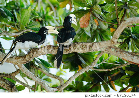 Oriental hornbill freely live in nature is one of an attraction at Pangkor Island, Malaysia 67150174