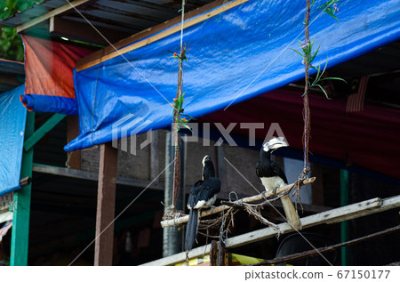 Oriental hornbill freely live in nature is one of an attraction at Pangkor Island, Malaysia Oriental hornbill freely live in nature is one of an attraction at Pangkor Island, Malaysia 67150177
