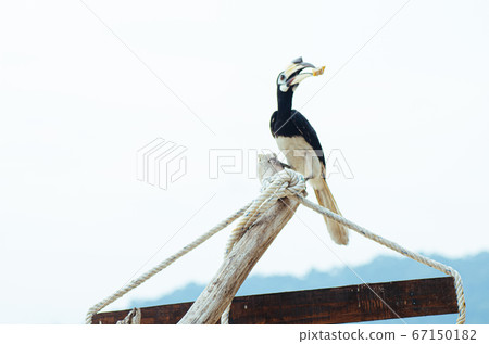 Oriental hornbill freely live in nature is one of an attraction at Pangkor Island, Malaysia 67150182