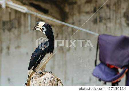 Oriental hornbill freely live in nature is one of an attraction at Pangkor Island, Malaysia 67150184