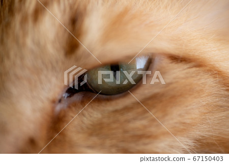 Cat's eyesight tea tabby cat 67150403