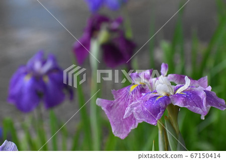 Citizen's forest 67150414