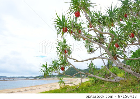 Amami Oshima Orange Adan Fruit Background 1 67150418