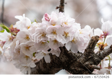 Cherry blossoms of Meguro River 67150426