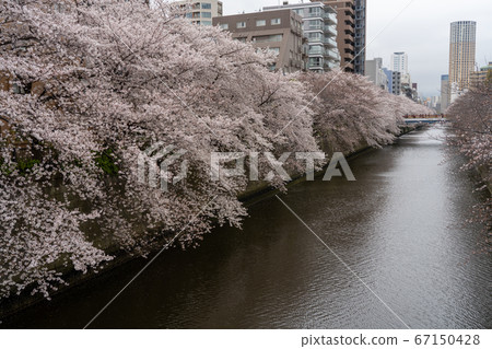 Cherry blossoms of Meguro River 67150428