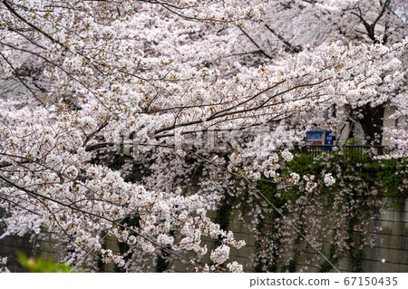 Cherry blossoms of Meguro River Cherry blossoms of Meguro River 67150435