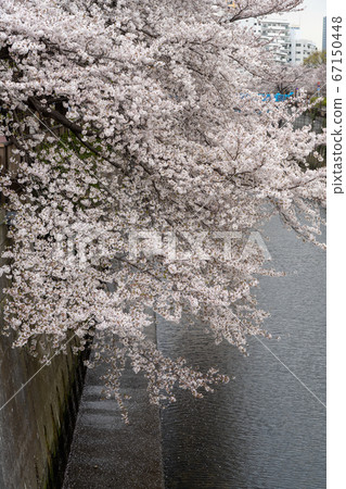 Cherry blossoms of Meguro River Cherry blossoms of Meguro River 67150448
