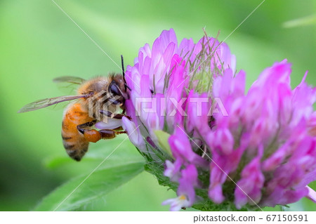 蜜蜂和花② 67150591
