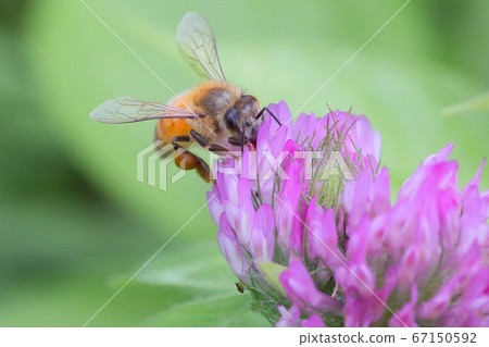 蜜蜂和花③ 67150592